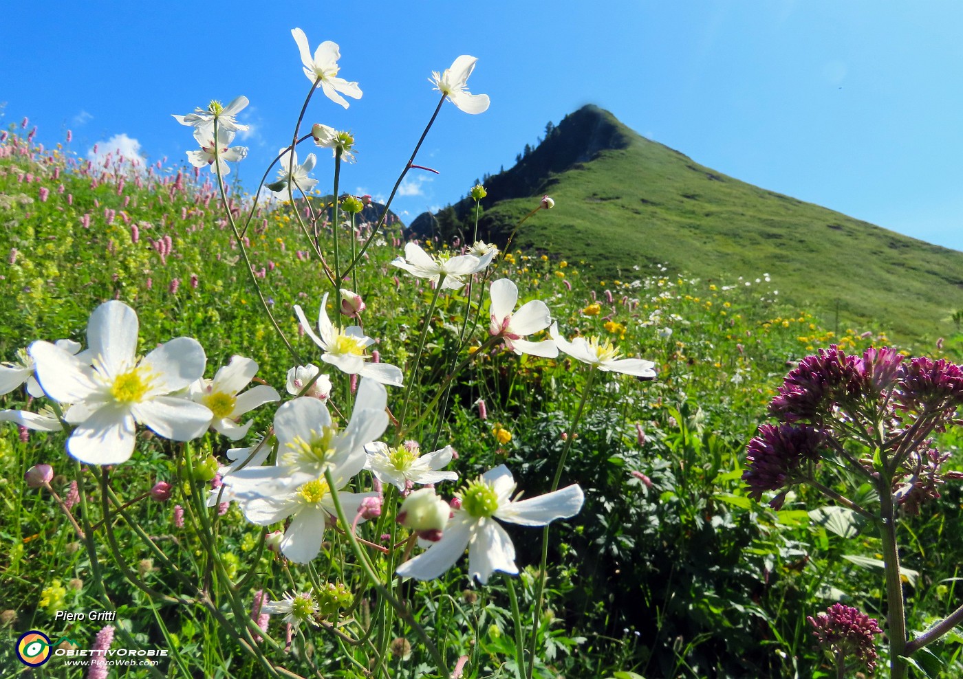 30 Ranunculus platanifolus (Rranuncolo a fglie di platano) con vista in anticima Corno Branchino.JPG